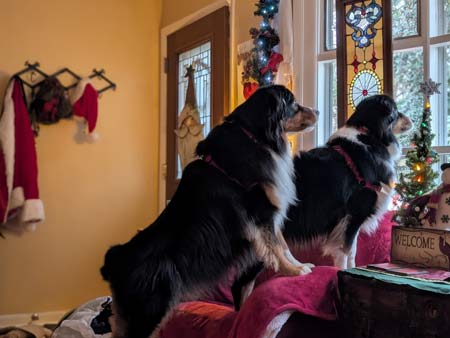 Bear and Bearnie, black tri-color Australian Shepherds, standing on a chair looking out a window, with many Christmas decorations appearing in the room around them
