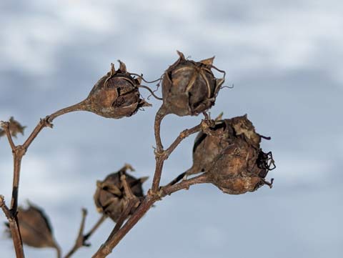 Dried out buds on a Crepe Myrtle, appearing to be patiently waiting for the arrival of Spring