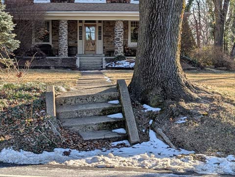 Cement outdoor steps that are tilted because the tree growing beside them is now so big they are being pushed up by the tree's roots