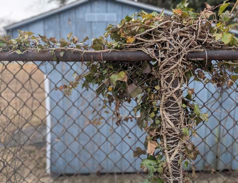 I rusty fence with ivy vines weaved around and throughout