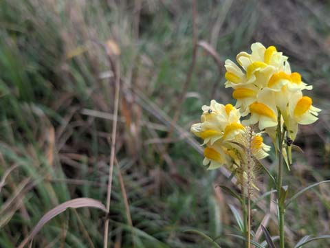 Flowers of a Toadflax plant against the background of an Autumnal field