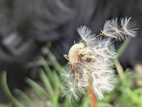 Close up of dandelion seedling being blown by the wind, but holding onto the flower