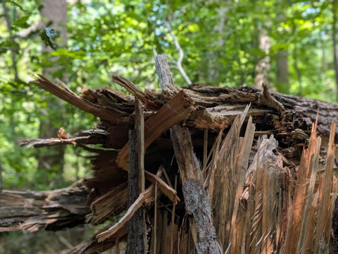 Closeup of the ragged edge of a broken tree trunk