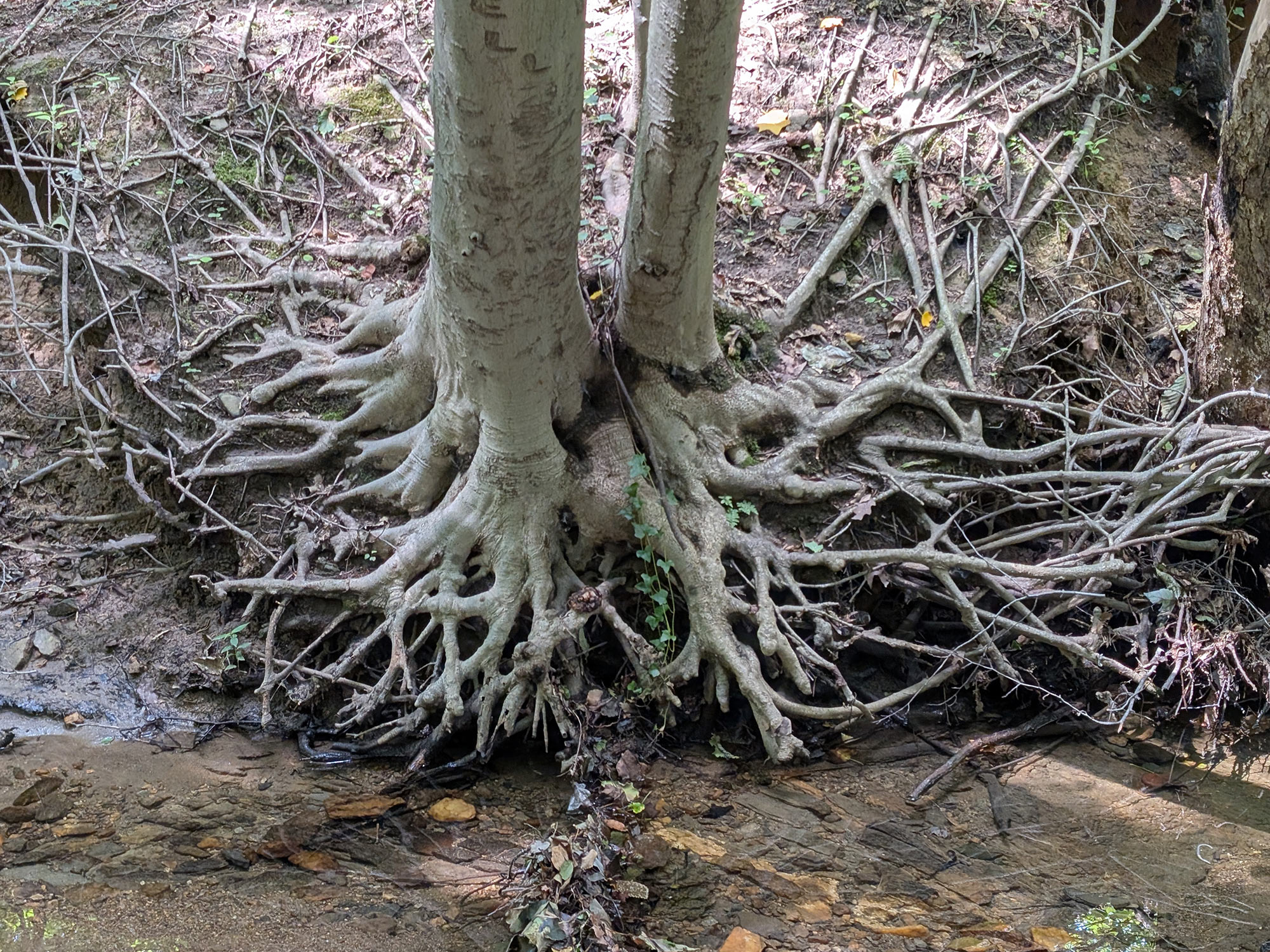 The mostly exposed roots of two beech trees that stand next to each other tangled together on the bank of a creek