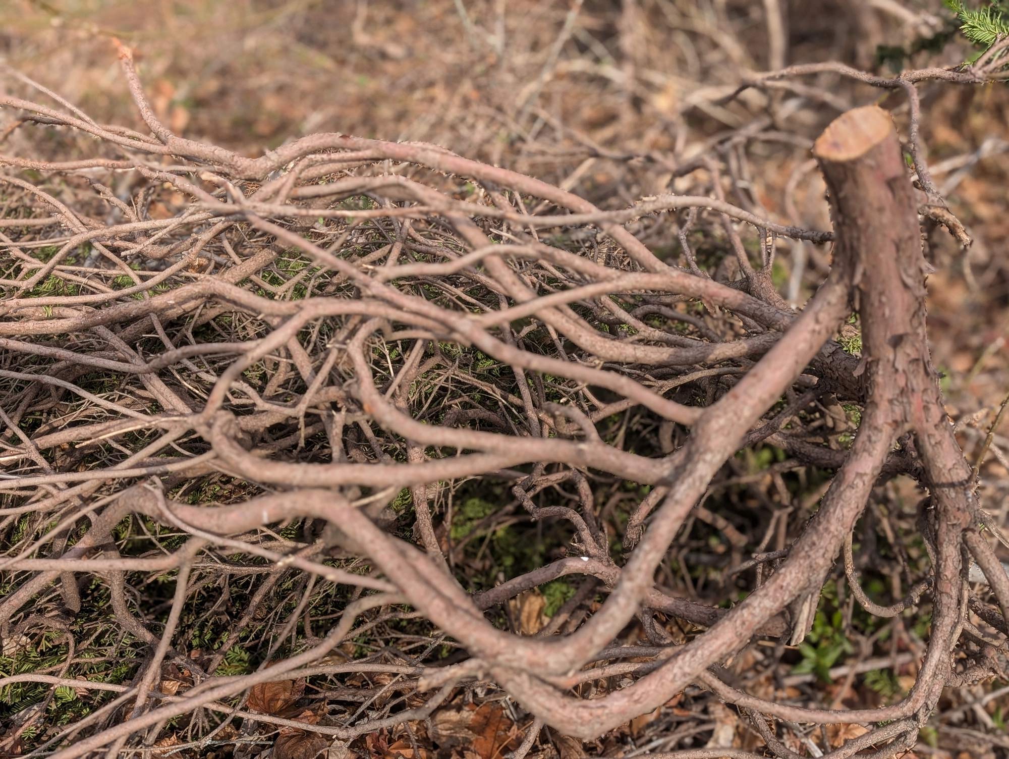 A branch cut off from a rhododendron with a miriad bare sub-branches that are all tangled together, laying on the side of a road