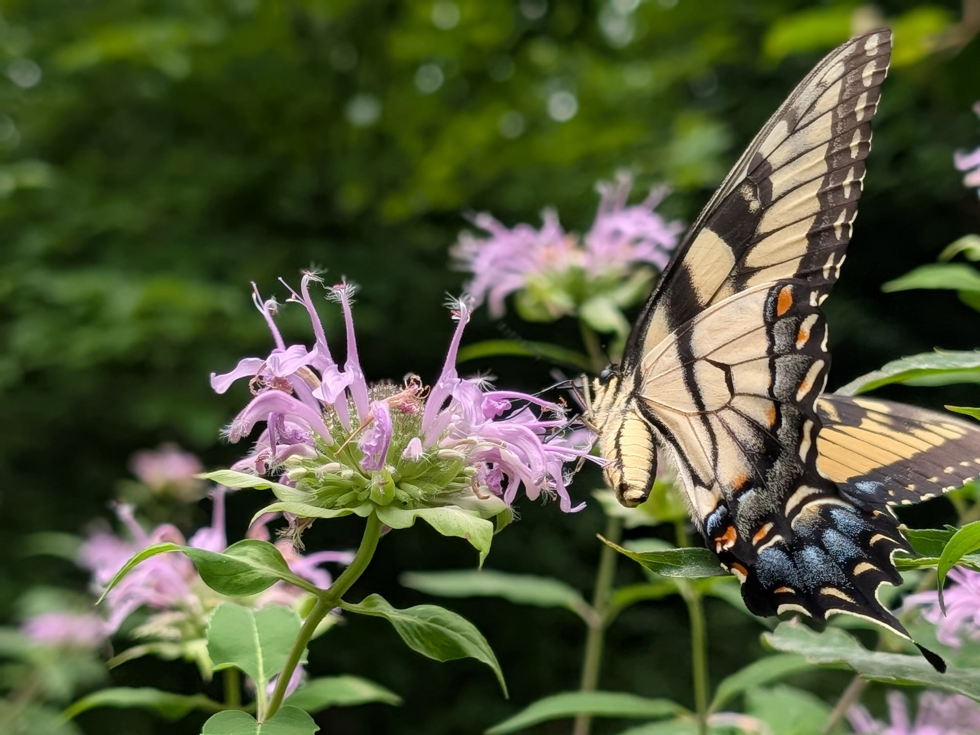 An Eastern Tiger Swallowtail butterfly, identified by its yellow wings with black 