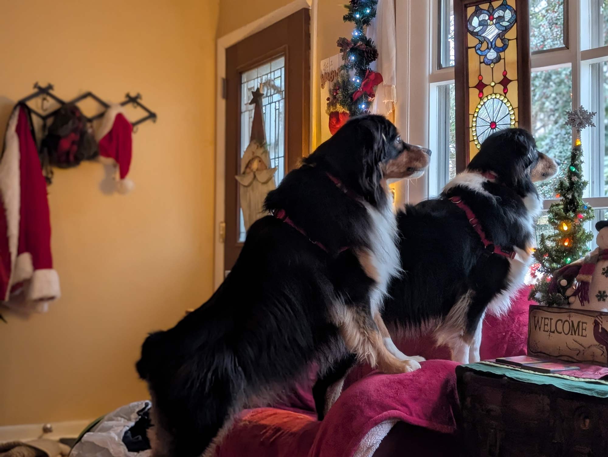 Bear and Bearnie, black tri-color Australian Shepherds, standing on a chair looking out a window, with many Christmas decorations appearing in the room around them